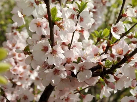 Spring flowers on trees Stock Photos