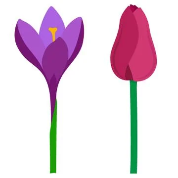 Spring flowers tulip and crocus, simple vector illustration, isolated on whit Stock Illustration