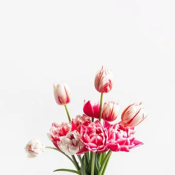 Spring flowers tulip on gray background Stock Photos