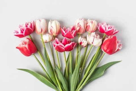 Spring flowers tulip on gray background Stock Photos