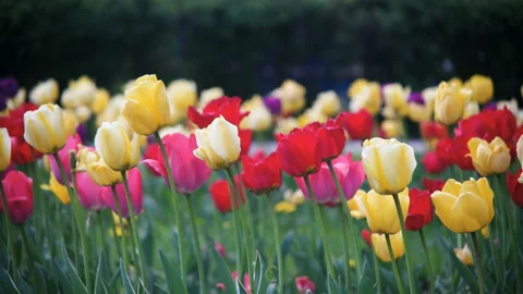 Spring flowers tulips Stock Footage 100548433