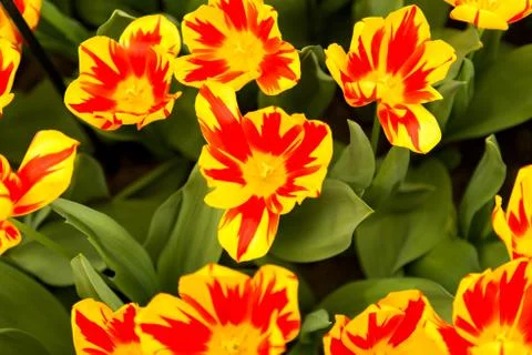 Spring flowers tulips Stock Photos