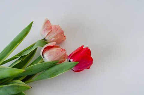 Spring flowers tulips Stock Photos