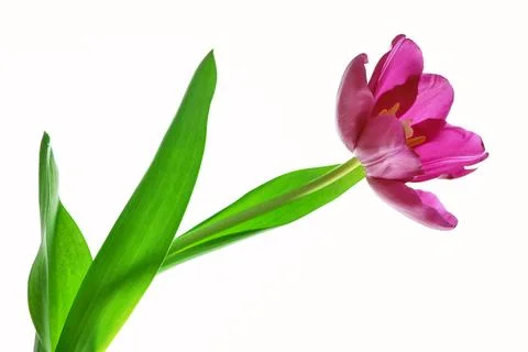 Spring flowers tulips Stock Photos