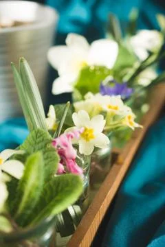 Spring flowers. Tulips, primulas, daffodils. Stock Photos