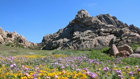 Spring flowers under the imposing cliffs with different shapes Stock Footage 128932342