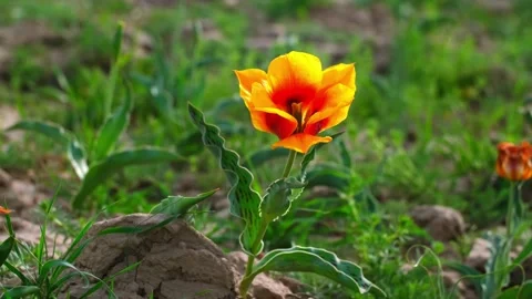 Spring flowers under the rays of sunlight. Stock Footage 246633040