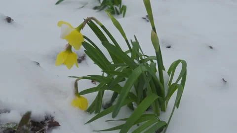 Spring flowers under the snow Video stock 313823318