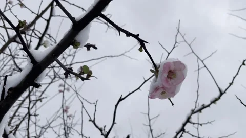 Spring flowers under the snow in winter season Stock Footage 169013760