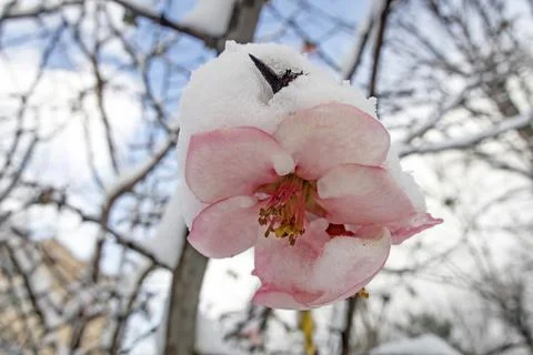 Spring flowers under the snow in winter season. Stock Photos