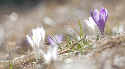 Spring flowers under the sun Stock-Footage 49894166