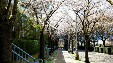 Spring Flowers in Vancouver British Columbia Canada Video stock 99107053