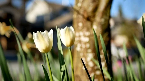 Spring Flowers in Vancouver British Columbia Canada Stock Footage 99116341