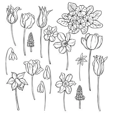 Spring flowers. Vector   illustration. Stock Illustration