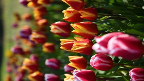 Spring flowers vertical background Stock Footage 166087202