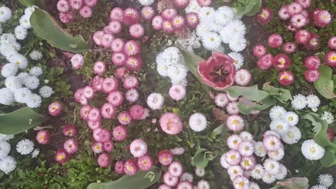 Spring Flowers Video Video stock 274420586