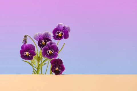Spring flowers viola on blue background Stock Photos