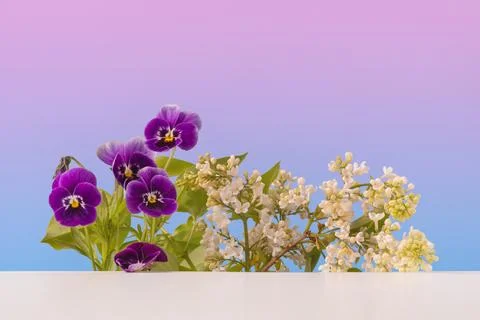 Spring flowers viola on blue background Stock Photos