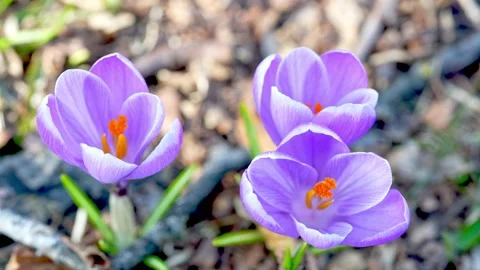 Spring flowers violet crocus on a sunny day sway on the wind Stock Footage 155387088