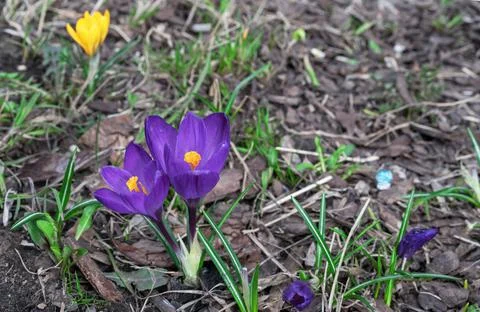 Spring flowers of violet crocuses. Crocus Tomasini or Saffron Tomasini. Stock Photos