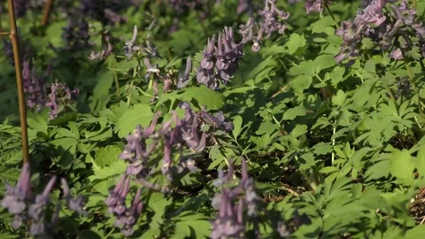 Spring flowers Violet Stock Footage 74872059