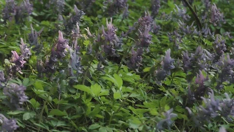 Spring flowers Violet Video stock 74872372