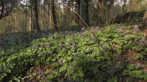 Spring flowers Violet Video stock 74872513