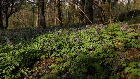 Spring flowers Violet Stock Footage 74873053