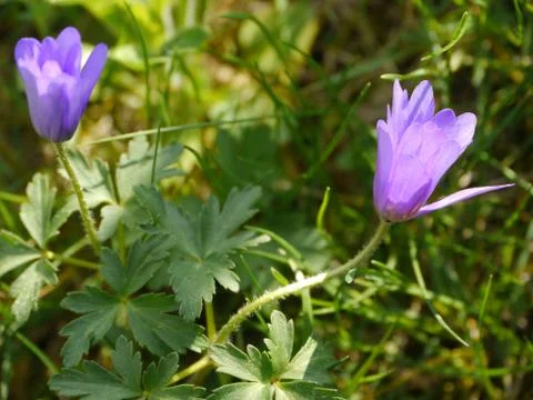 Spring flowers violet Stock Photos