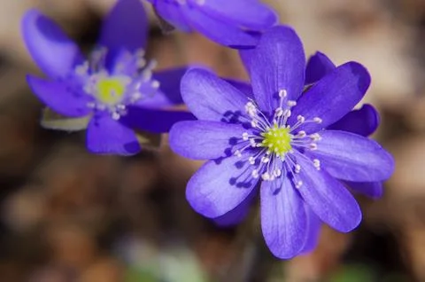 Spring flowers violets in the forest springtime Stock Photos