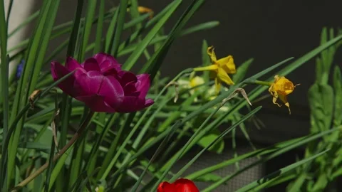 Spring flowers waking up on a sunny spring morning Vidéo 270613117