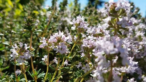 Spring flowers waves as blowing by wind in sunny blue sky Video stock 92133361