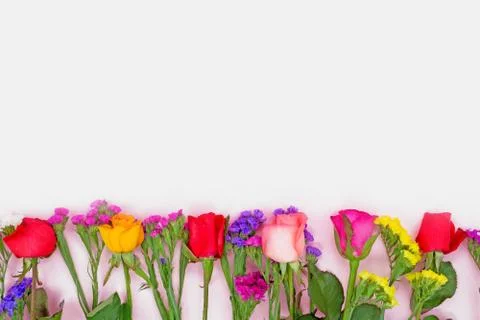 Spring flowers on a white background. Stock Photos