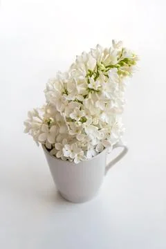Spring flowers. white lilac in a small cup. white background, light, shadow. Stock Photos
