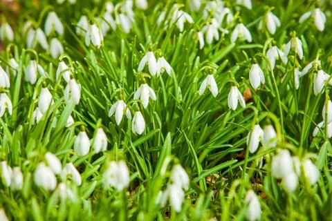Spring flowers white Stock Photos