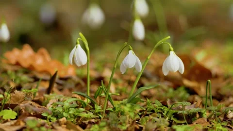 Spring flowers- white snowdrop in the forest Stock Footage 142577749