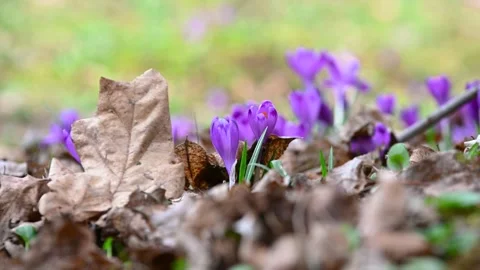 Spring flowers in the wild nature. Crocus in spring time Stock Footage 285552362