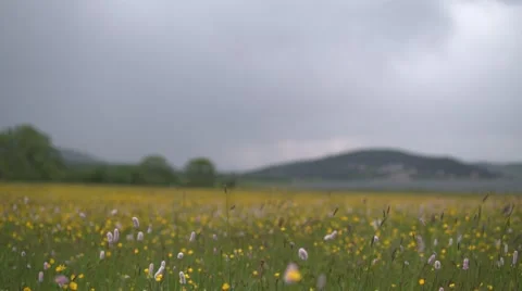 Spring Flowers in the Wind 4K Stock Footage 63976878