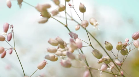 Spring flowers on wind Stock Footage 35937045