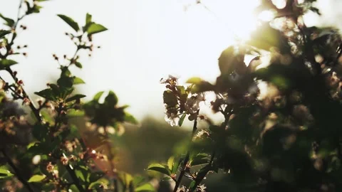 Spring flowers on wind Stock Footage 195209761