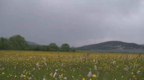 Spring Flowers in the Wind Pan 4K Stock Footage 63976847