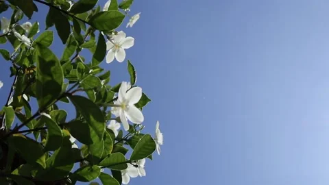 Spring flowers in the wind - white flower jasmine Stock Footage 227110021
