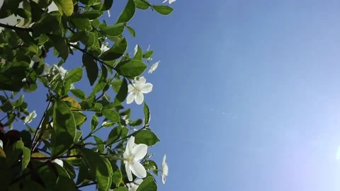 Spring flowers in the wind - white flower jasmine Stock Footage 227110022