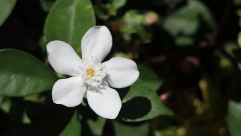Spring flowers in the wind - white flower jasmine Stock Footage 227110028