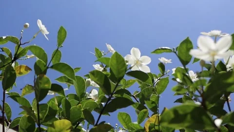 Spring flowers in the wind - white flower jasmine Video stock 227110032