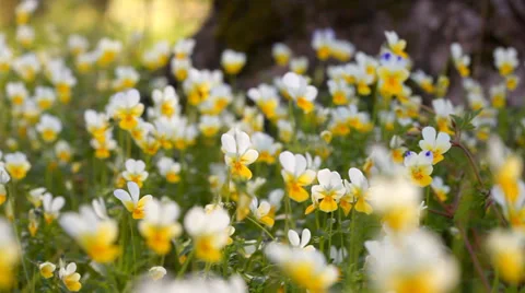 Spring flowers in the wood. Stock-Footage 37719131