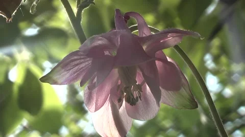 Spring flowers in the woods. Stock Footage 5298027