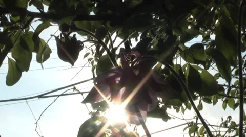 Spring flowers in the woods. Stock Footage 5298034