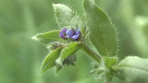 Spring flowers in the woods. Stock Footage 5298054