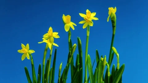 Spring flowers, yellow Daffodils growing fast in time lapse Stock Footage 77650660
